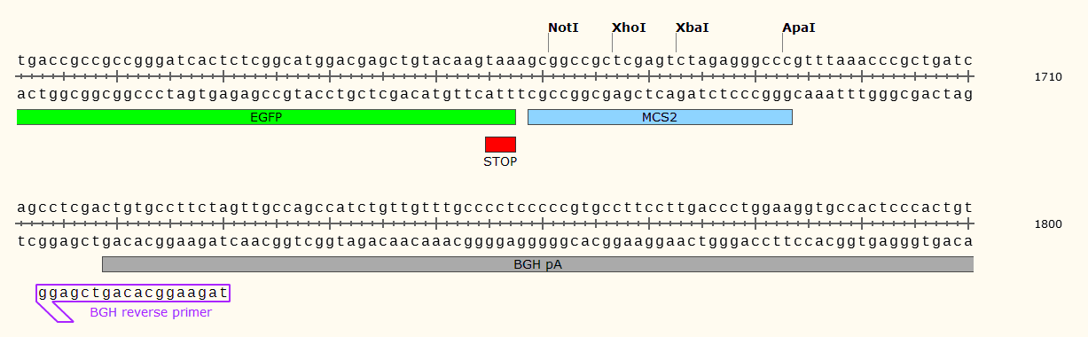 pcDNA3.1-EGFP多克隆位点2 点击看大图 pcDNA3.1-EGFP多克隆位点2